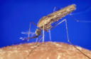 Überblick Malaria